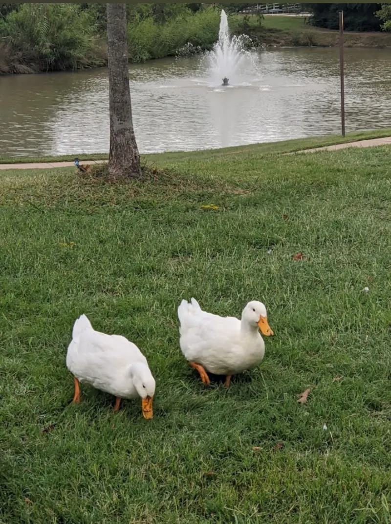 Lake Arlington